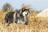 CHIEN FINNOIS DE LAPONIE 221